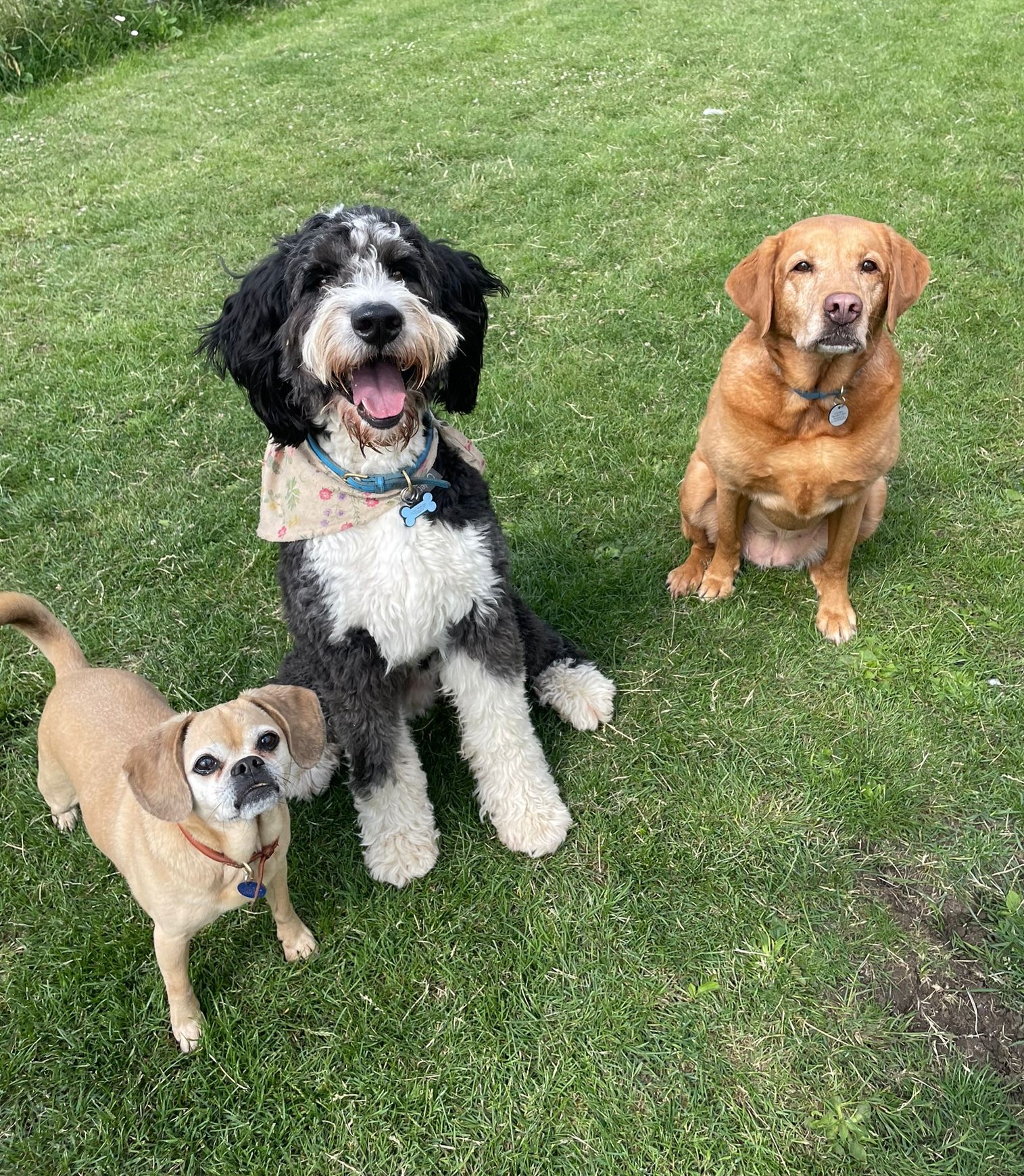 Cleo, Fia & Maple Galbraith